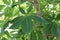 Closeup of the leaves on a ohio buckeye tree