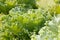 Closeup leaves of ornamental green cabbage at sunny day