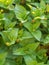 Closeup leaves of Para cress or Tooth-ache Plant (Acmella oleracea)