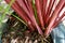 Closeup leaves pattern of Cymbopogon nardus In the garden