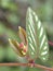 Closeup  leaves of Piper ornatum flower plants , leaves background , macro image