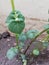 Closeup of leaves of potato plants