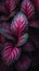 Closeup of leaves: purple, green, large basil, rich deep pink membranes, face mauve flower