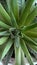 Closeup of leaves scarlet spinous. Top view of the rosette of green leaves .