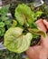 Closeup of the leaves of Syngonium Mango Allusion