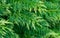 Closeup of leaves Thuja plicata Zebrina or Western red cedar tree. Giant arborvitae or western arborvitae variegated leaves
