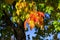 Closeup of leaves on a tree turn red, orange, and yellow in the fall, as a nature background