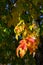 Closeup of leaves on a tree turn red, orange, and yellow in the fall, as a nature background