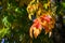 Closeup of leaves on a tree turn red, orange, and yellow in the fall, as a nature background