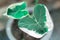 Closeup leaves of Xanthosoma sagittifolium or Alocasia Mickey Mouse plant in pot