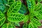 Closeup of the leaves of a zebra plant, tropical plant specie from Brazil, exotic garden and nature background
