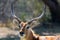 Closeup of lechwe antelope with ringed horns looking at camera in South Africa