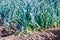 Closeup of Leek plants cultivated in soil