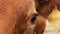 Closeup of the left eye of a brown Texas Longhorn beef cattle cow in the pasture