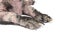 Closeup legs of dog sick leprosy skin problem with white background