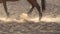 Closeup of legs of horse in training at horse farm