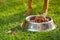 Closeup legs of mixed breed dog standing behind metal bowl with fresh crunchy food sitting on green grass, animal