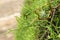 Closeup Of Lemon Cypress Leaves And Fruit