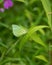 Closeup of a Lemon emigrant butterfly resting on a leaf