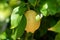 Closeup of the lemon on a tree