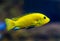 Closeup of a lemon yellow lab cichlid, a very popular fish in aquaculture, tropical freshwater fish from lake malawi in Africa