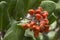 Closeup lemonade berry fruit on stem