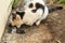 Closeup Of Lemur Cat Eating Bird