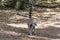 Closeup of Lemur / Maki apes in the forrest
