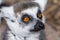 Closeup of Lemur / Maki apes in the forrest