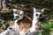 Closeup of Lemur / Maki apes in the forrest