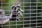 Closeup of a lemur's hand inside a metal cage reaching out through the bars