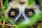 closeup of a lemurs eyes peeping from tree leaves