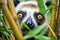 closeup of a lemurs eyes peeping from tree leaves