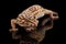 Closeup Leopard Gecko Eublepharis macularius Isolated on Black Background