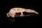 Closeup Leopard Gecko Eublepharis macularius Isolated on Black Background