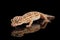 Closeup Leopard Gecko Eublepharis macularius Isolated Black Background