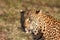 Closeup of leopard head in the sunlight