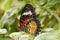 Closeup of leopard lacewing butterfly