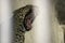 A closeup of a Leopard roar with it`s teeth and tongue visible