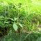 Closeup of Leopard Snake Arum Plant