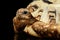 Closeup Leopard tortoise albino,Stigmochelys pardalis,white shell, Isolated Black Background