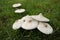 Closeup of lepiota mushrooms on green grass outdoors during daylight