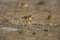 closeup of lesser sand plover wading on wetland