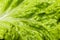Closeup lettuce leaf ,fresh lettuce. Green background