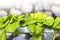 Closeup lettuce plant over blurred background, agriculture concept