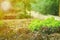 Closeup lettuces grows in the ground at the organic farm of backyard in the house