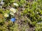 Closeup of Leucanthemopsis alpina, Alpine daisy and Gentiana nivalis, the snow gentian with green leaves on alpine