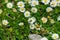 Closeup of the Leucanthemum vulgare, ox-eye daisy.