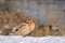 Closeup of leucistic albino light brown female mallard duck