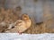 Closeup of leucistic albino light brown female mallard duck